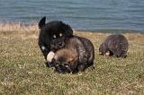 DOGUE DU TIBET 186